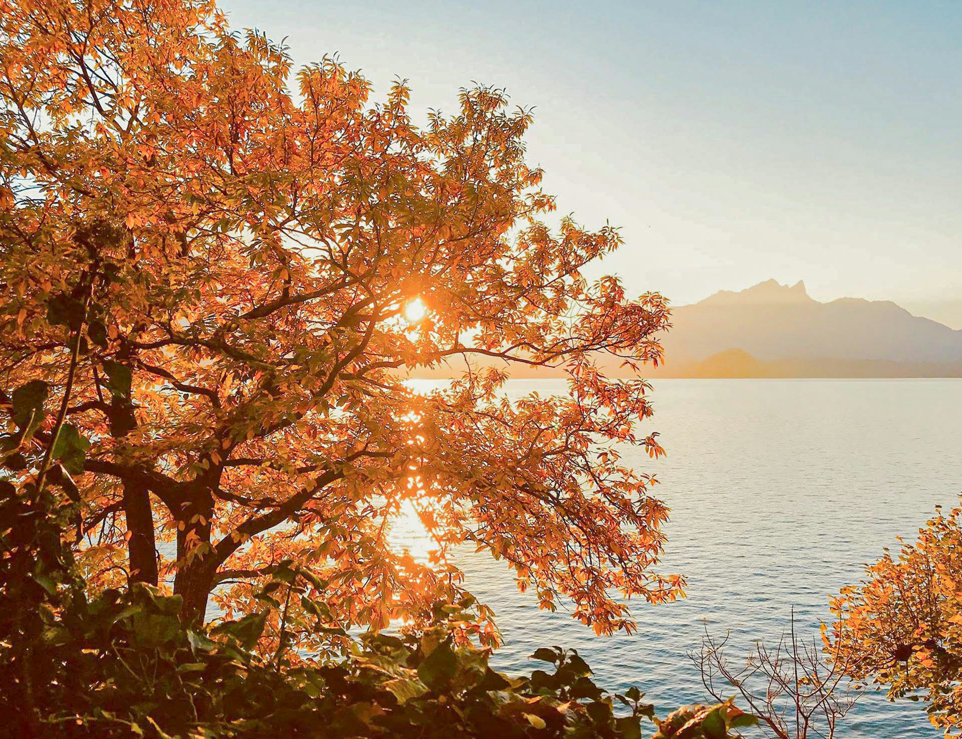 Gelb-oranger Baum, Sonne strahlt durch, dahinter der See und Berge