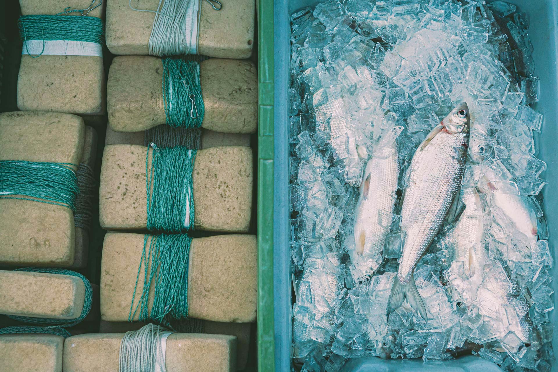 Poissons de mer et matériel de pêche dans une boîte