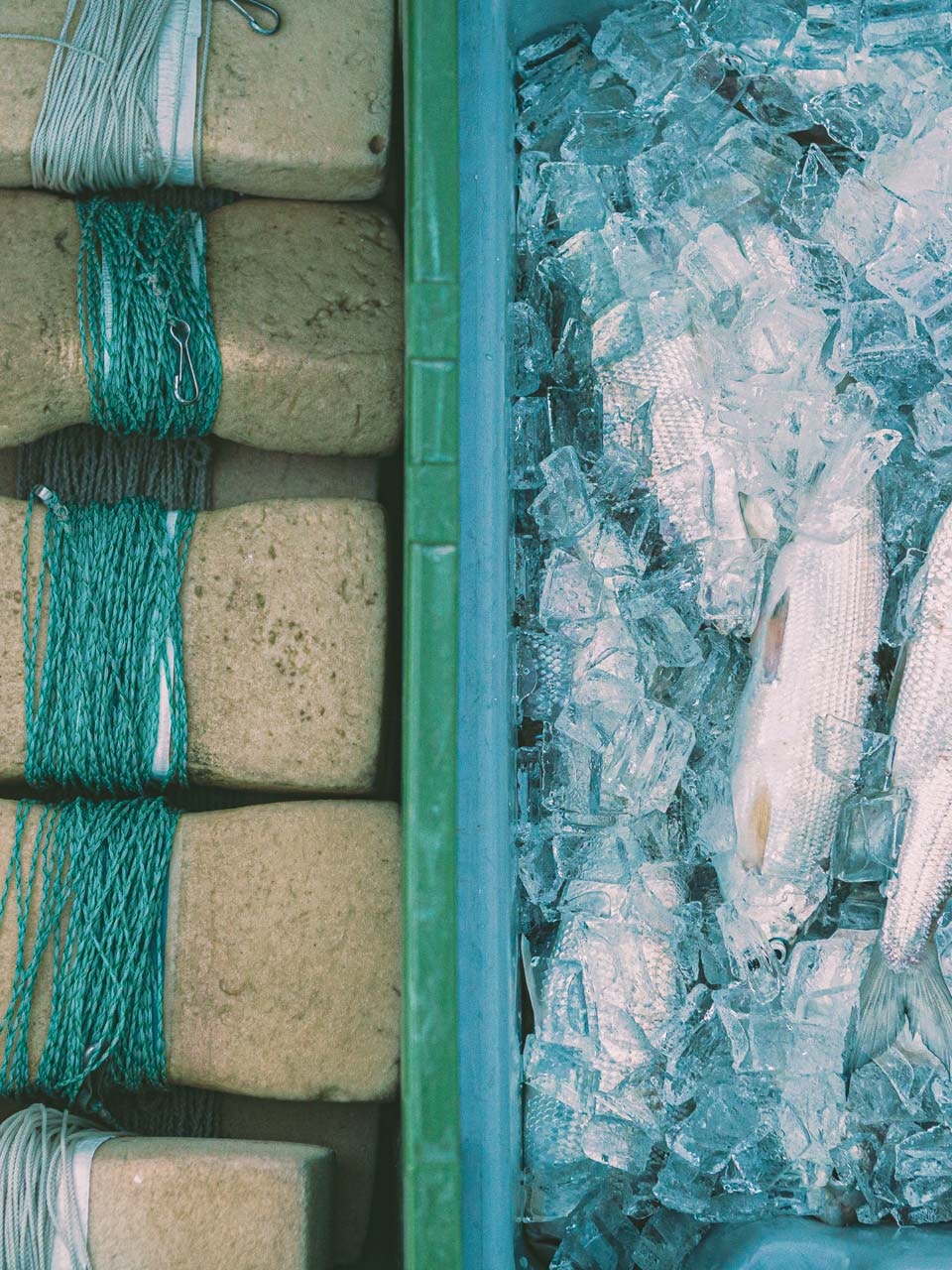 Frischer Fang vom Fischer von Gunten Seefische und Material zum Angeln in einer Box