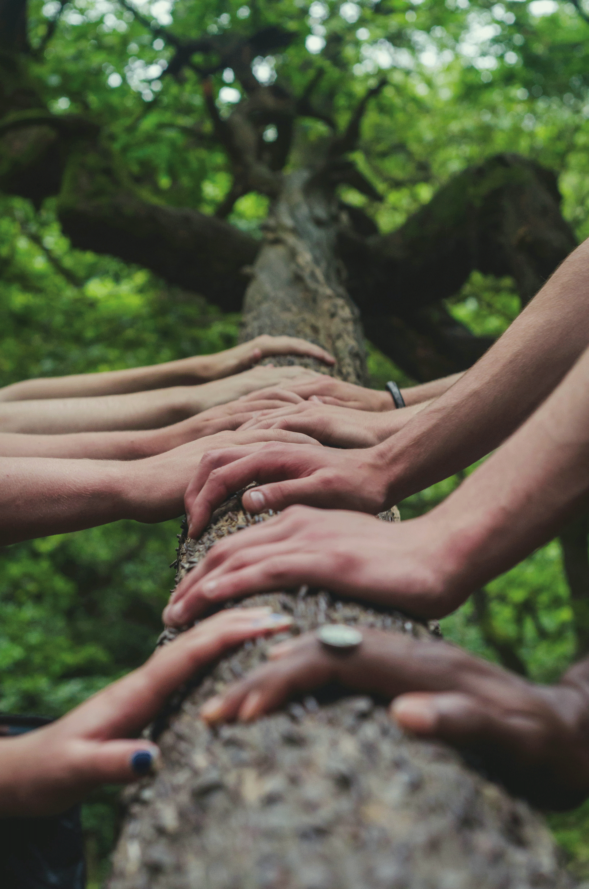 Un arbre vu d'en bas, des gens posent une main dessus