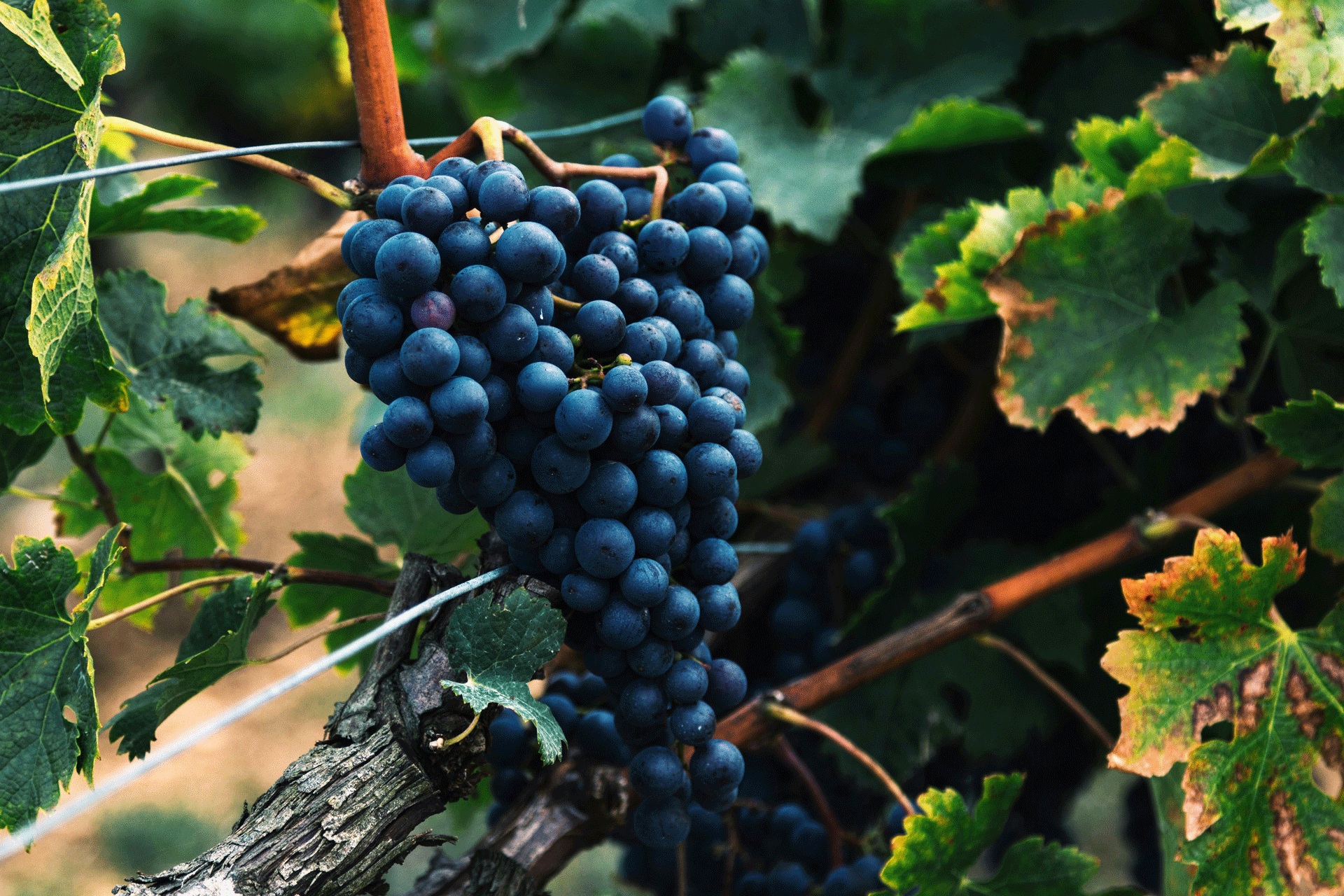 Raisin bleu sur la vigne