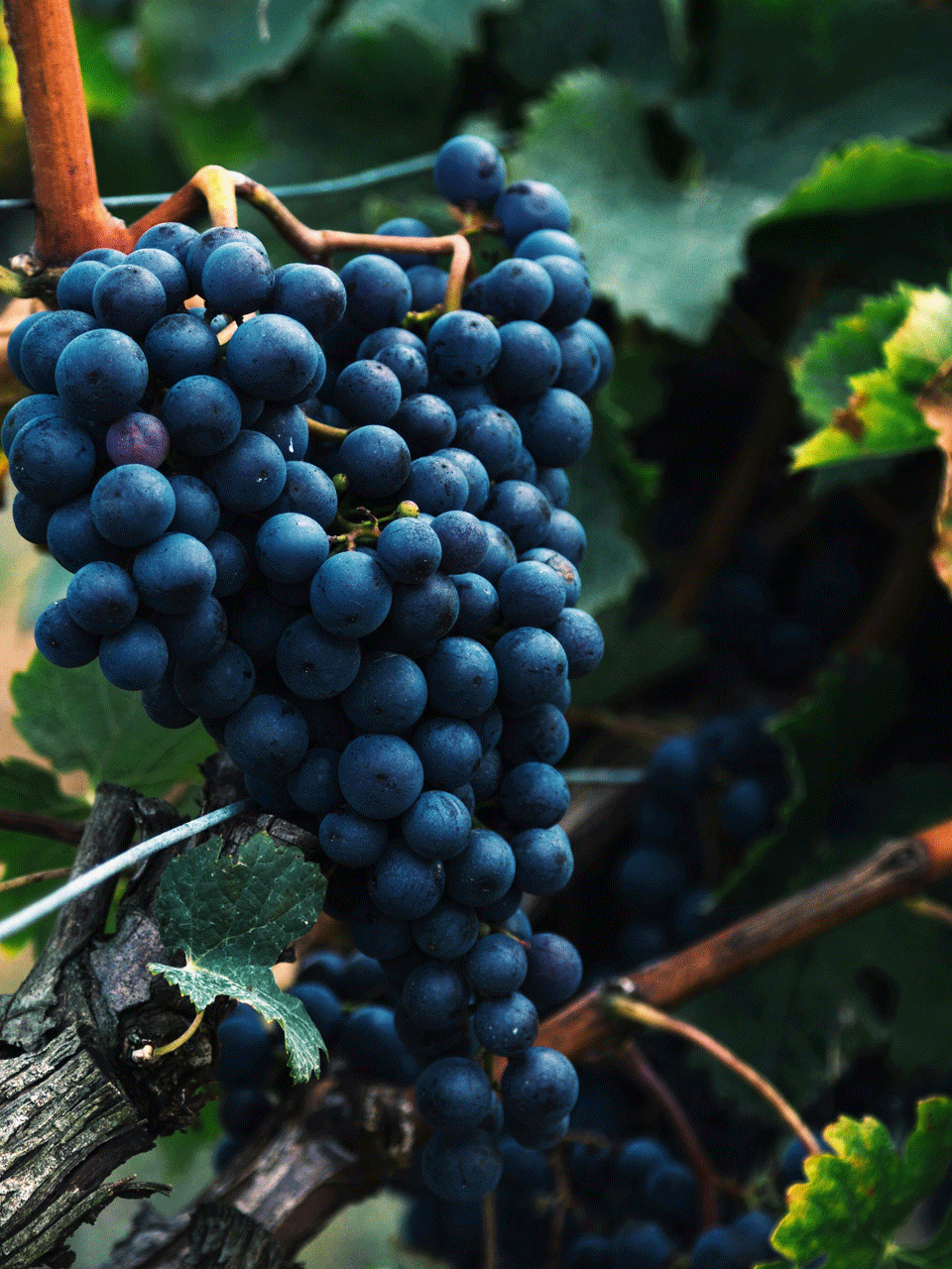 Blue grape Blue grape on the vine