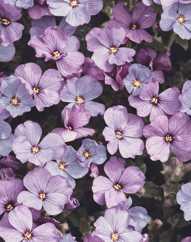 a bunch of small purple flowers