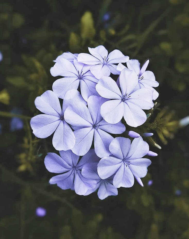 a bundle of small purple flowers
