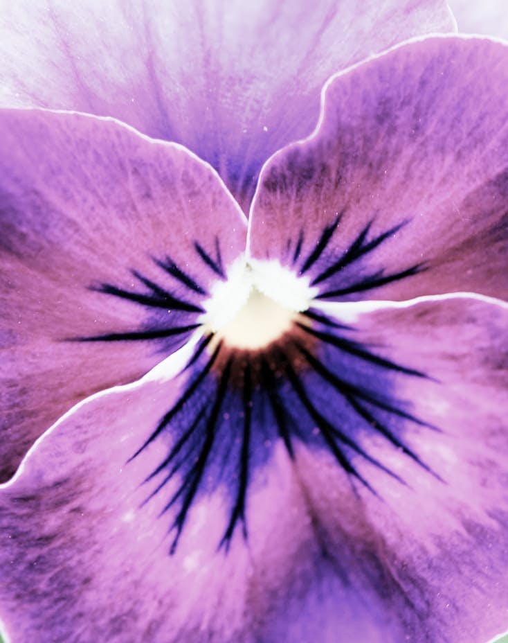 close up on purple flower