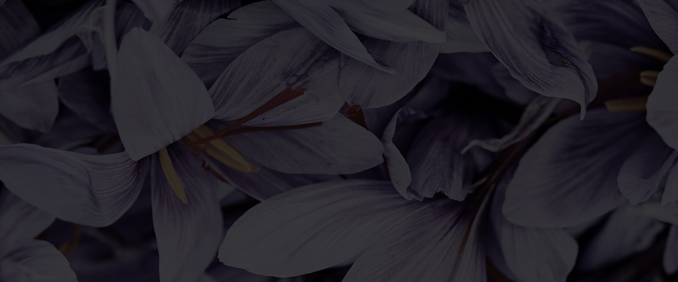 Banner media