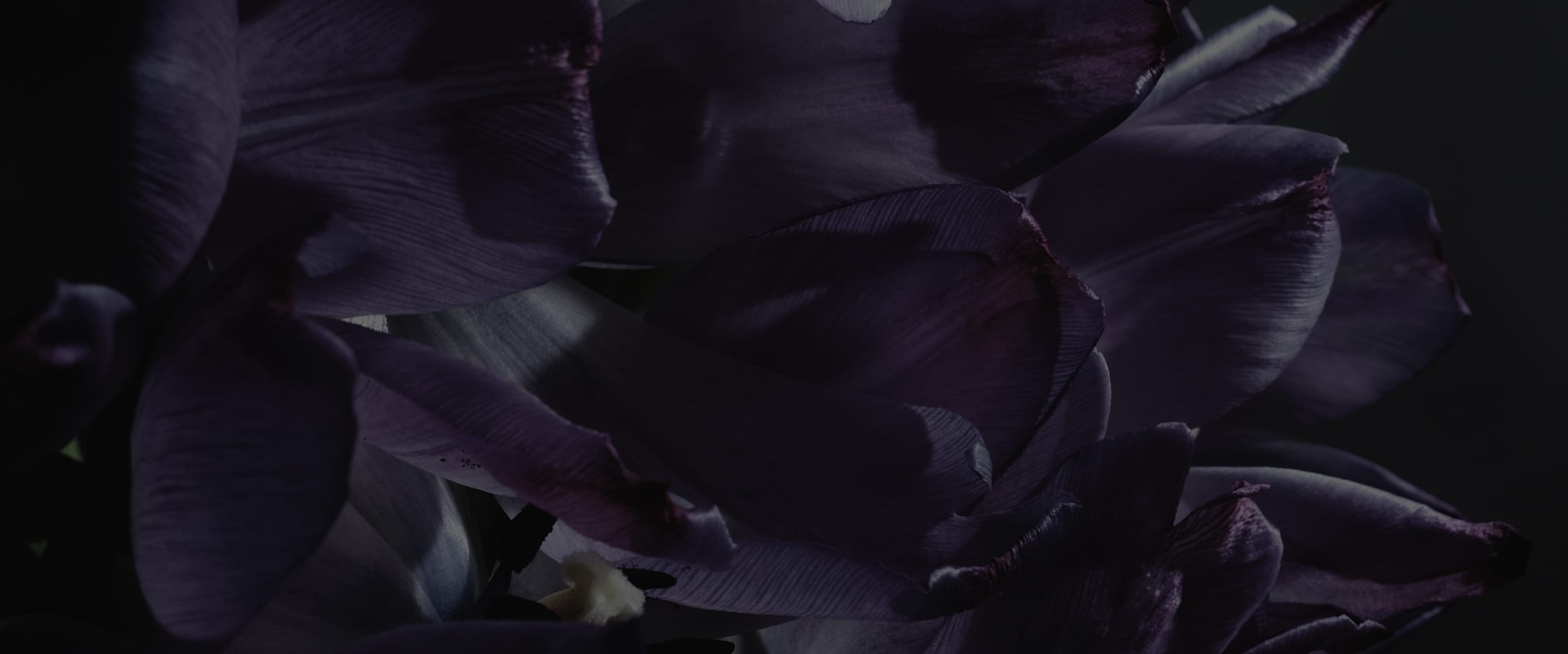 Banner media
