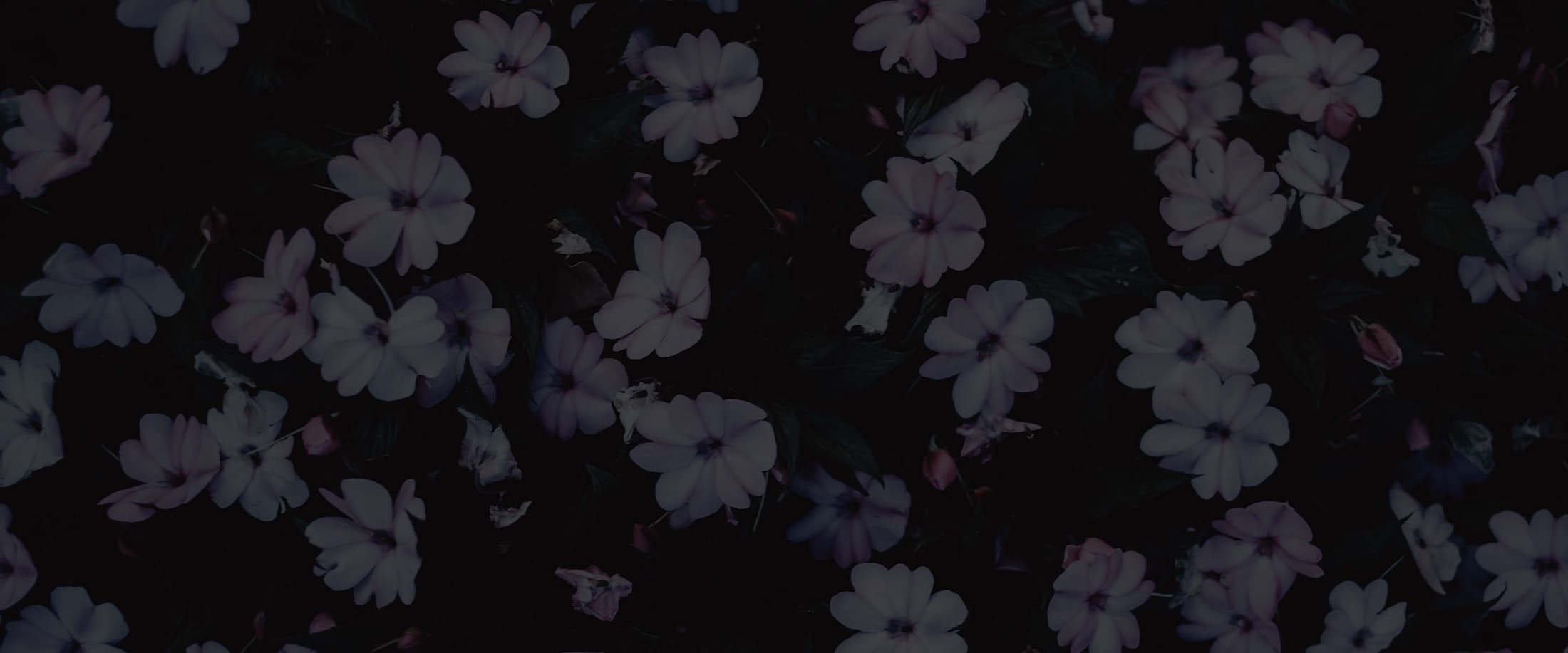 Banner media