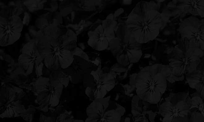 flowers with a dark overlay