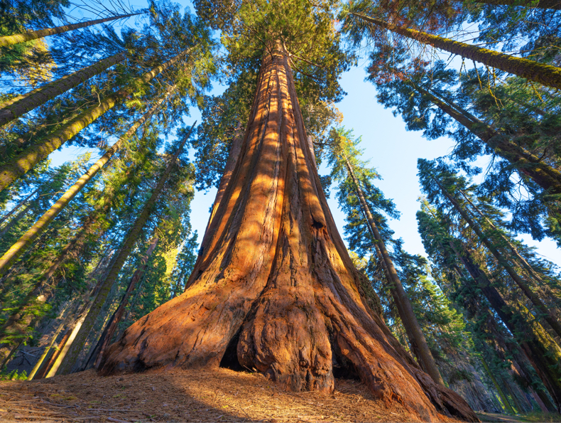 Experience | Photo of a large tree in a forest