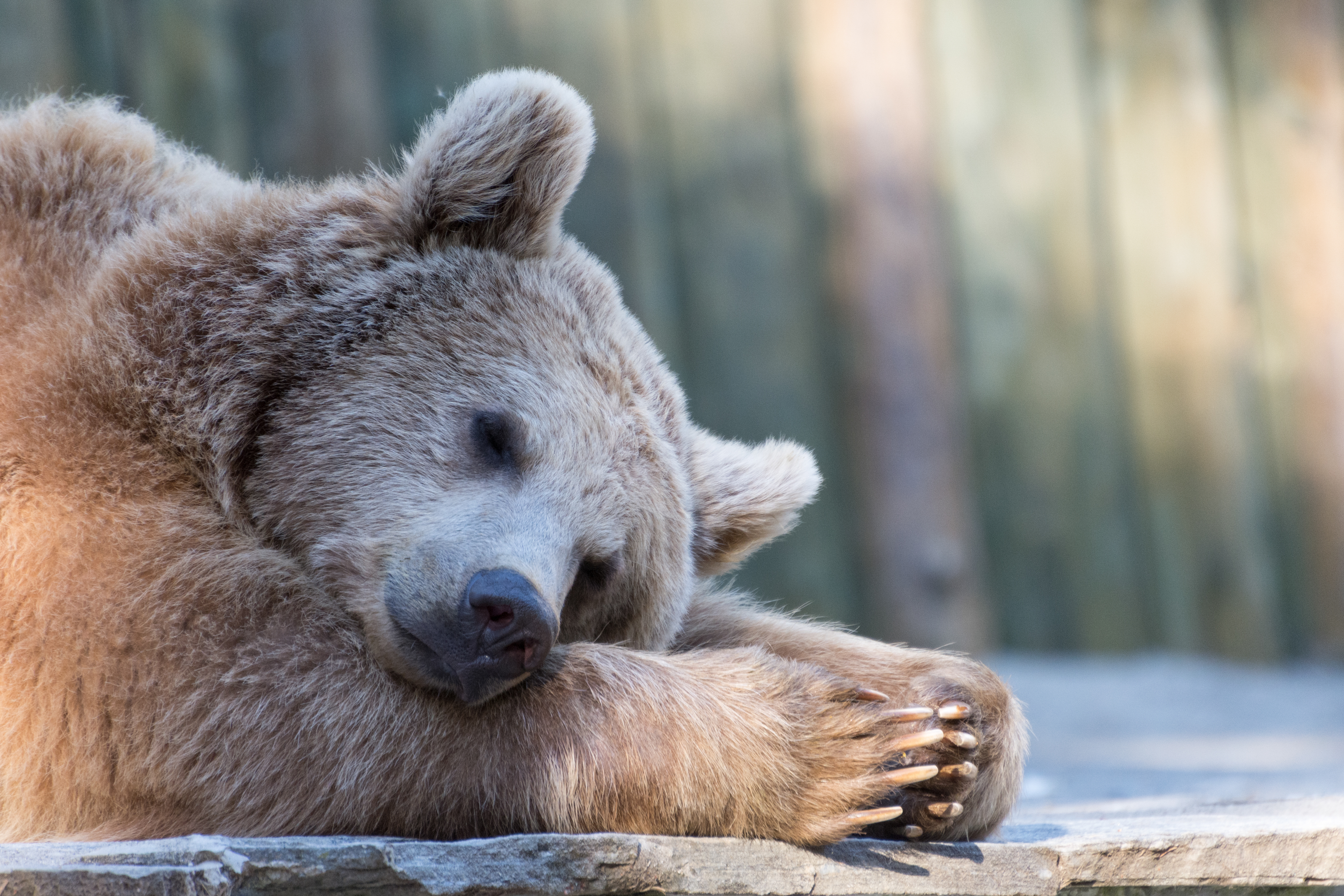 A bear asleep on the ground