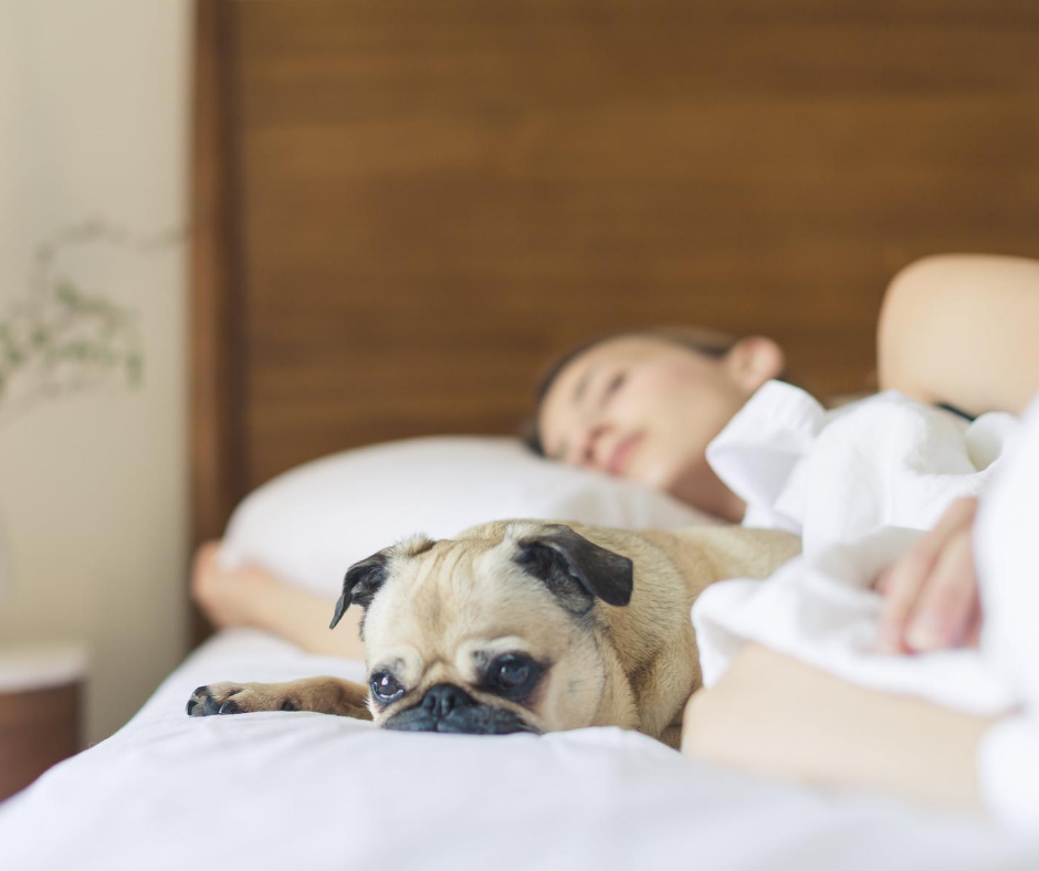 Therapedic Blog The Furry Debate To Sleep or Not Sleep with Your Pet Therapedic