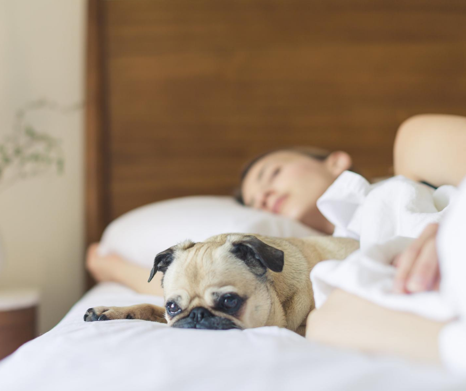 A dog and his owner resting on the bed