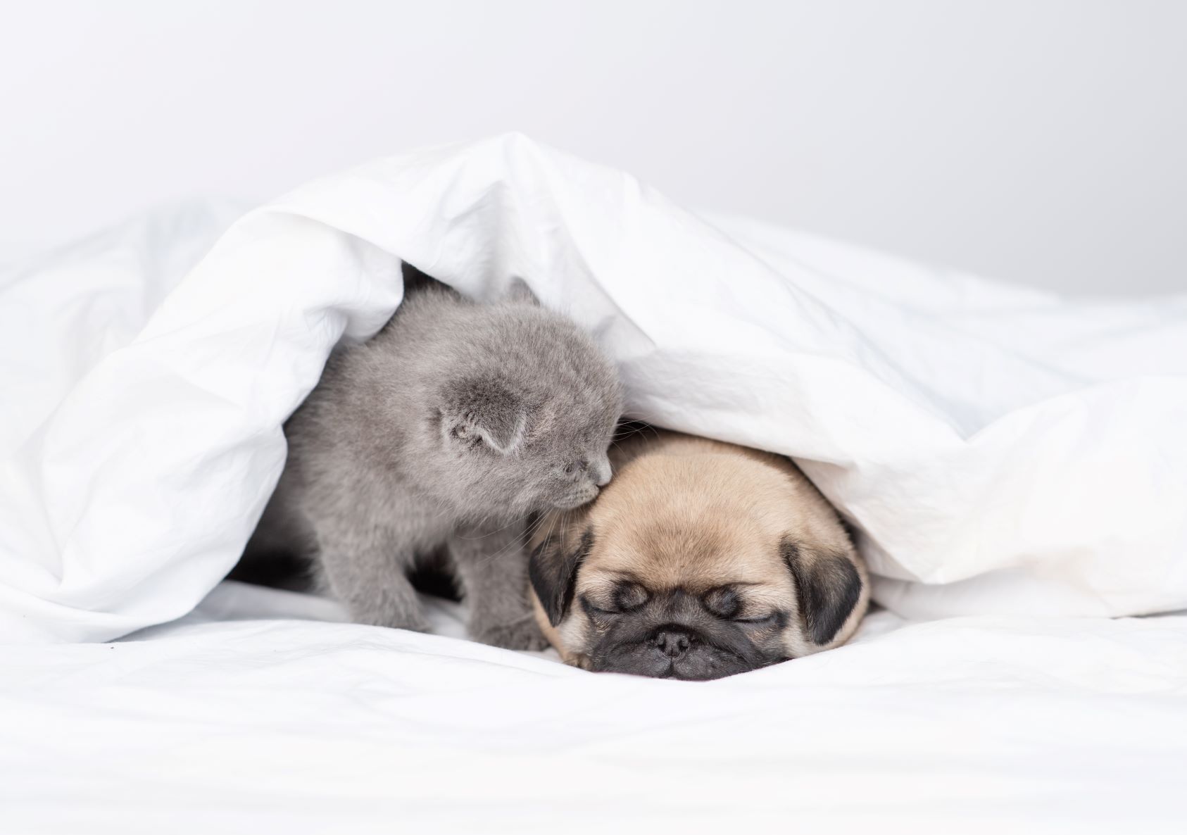 Dog not sleeping deals in bed
