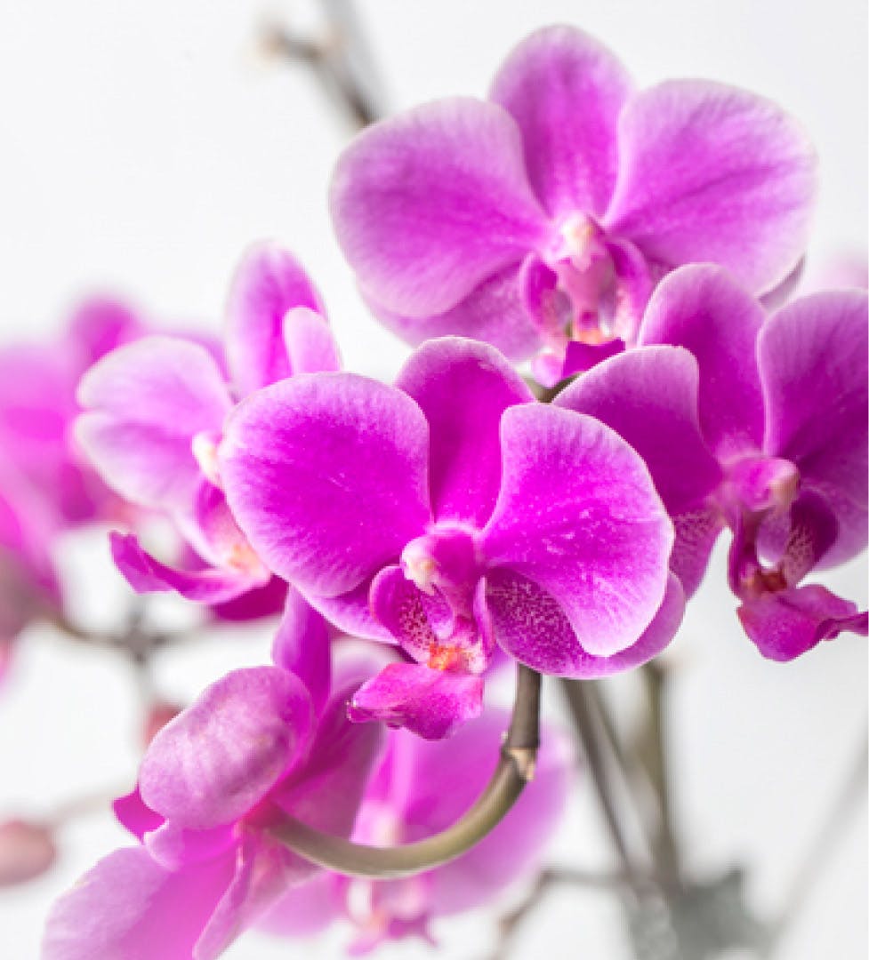 purple flower
