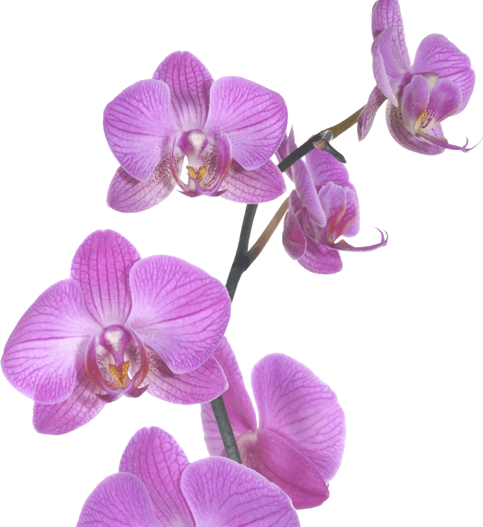 orchid media