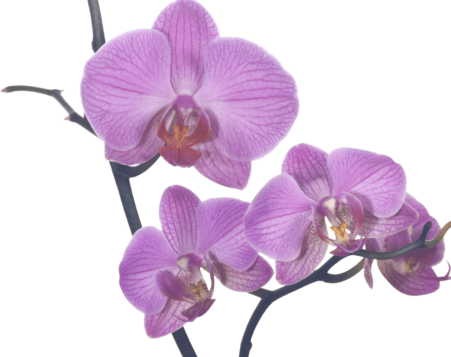 orchid media