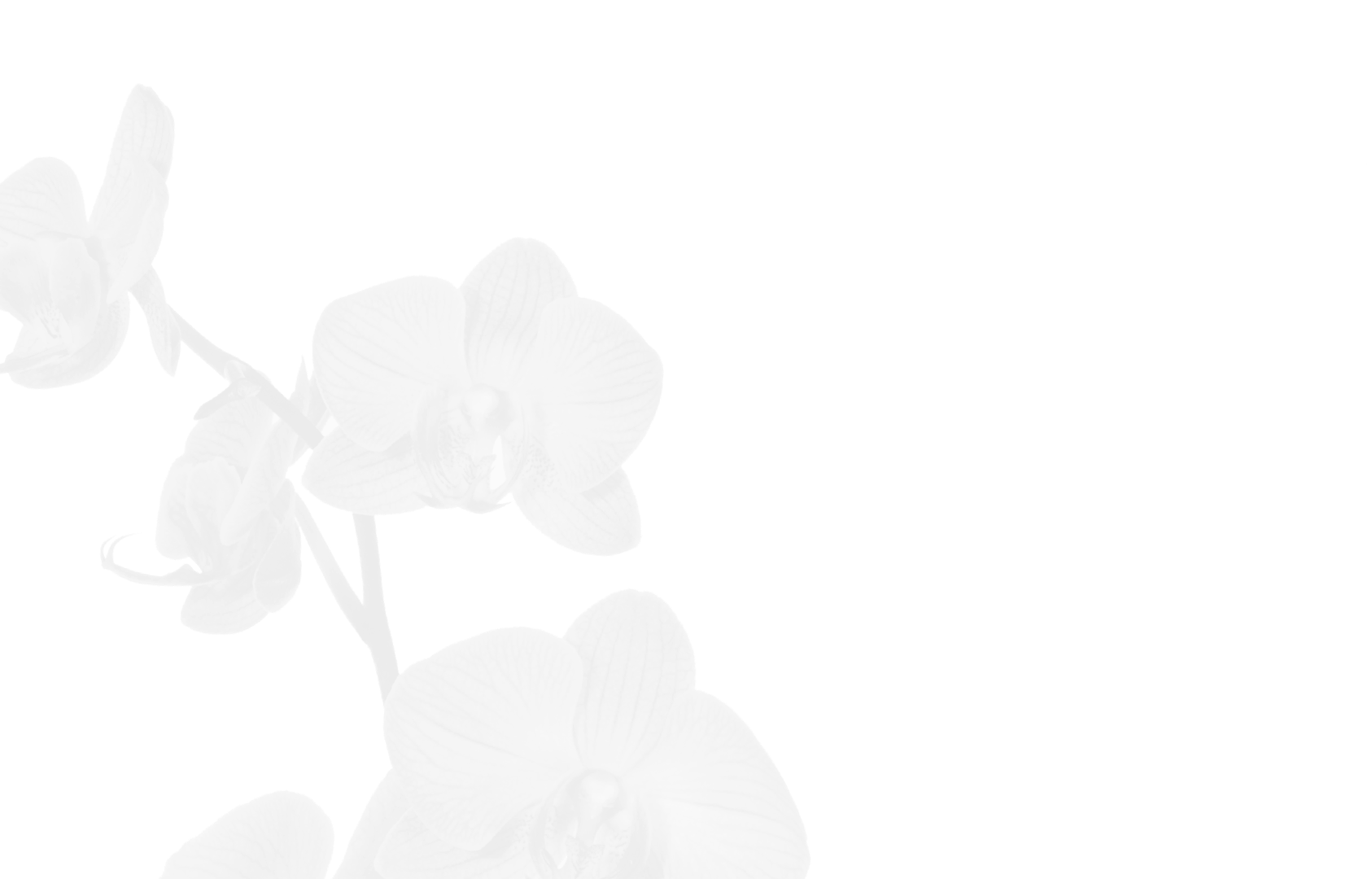 orchid media