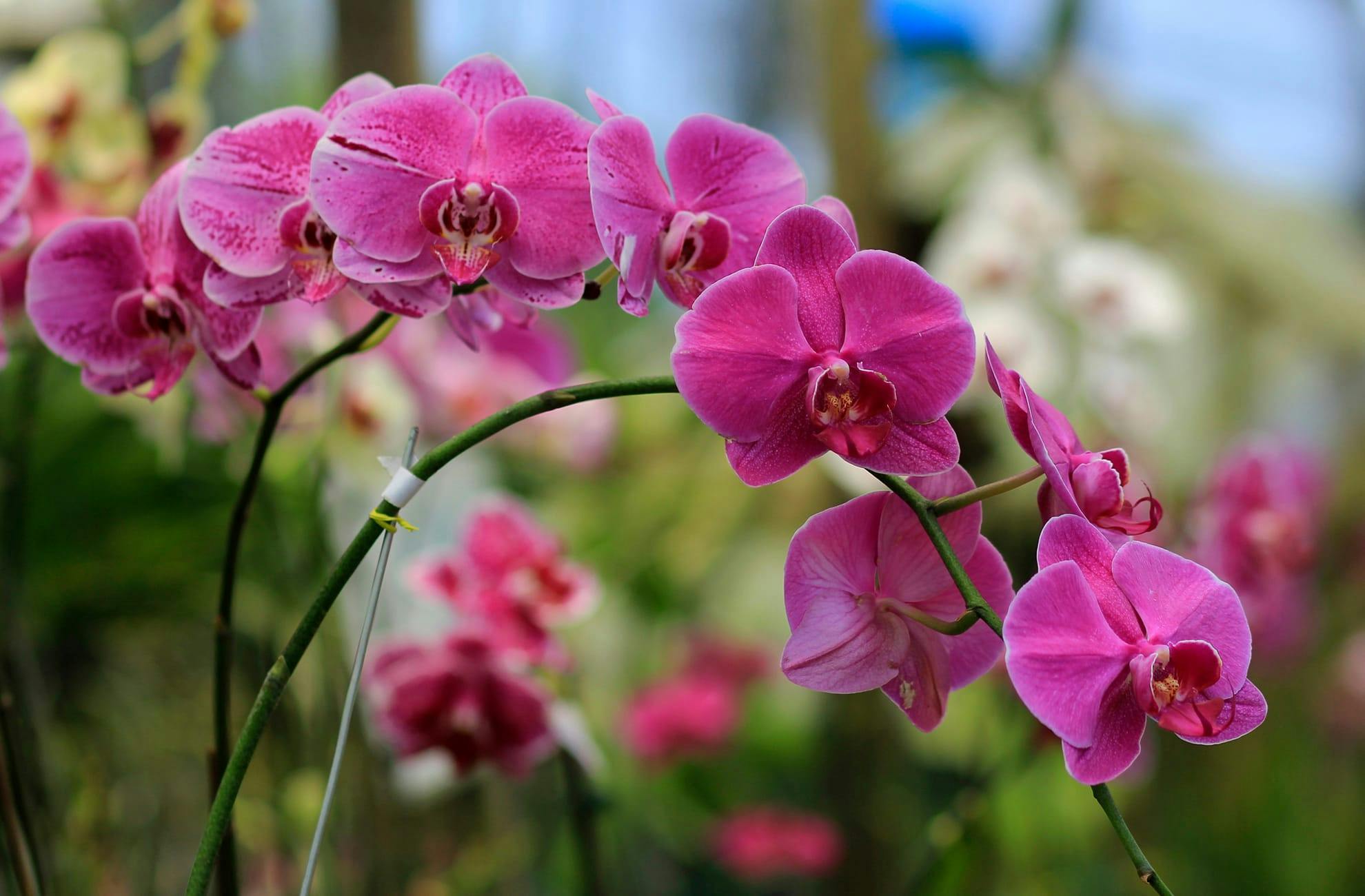 orchid flowers