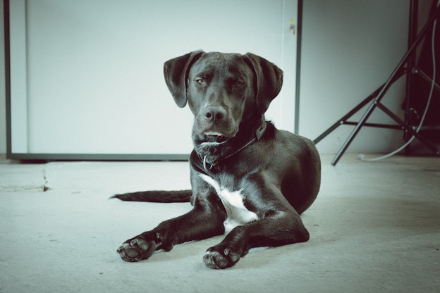 Ein schwarzer Hund mit einem weißen Fleck auf der Brust liegt in einem Haus auf einem Betonboden und blickt in die Kamera.