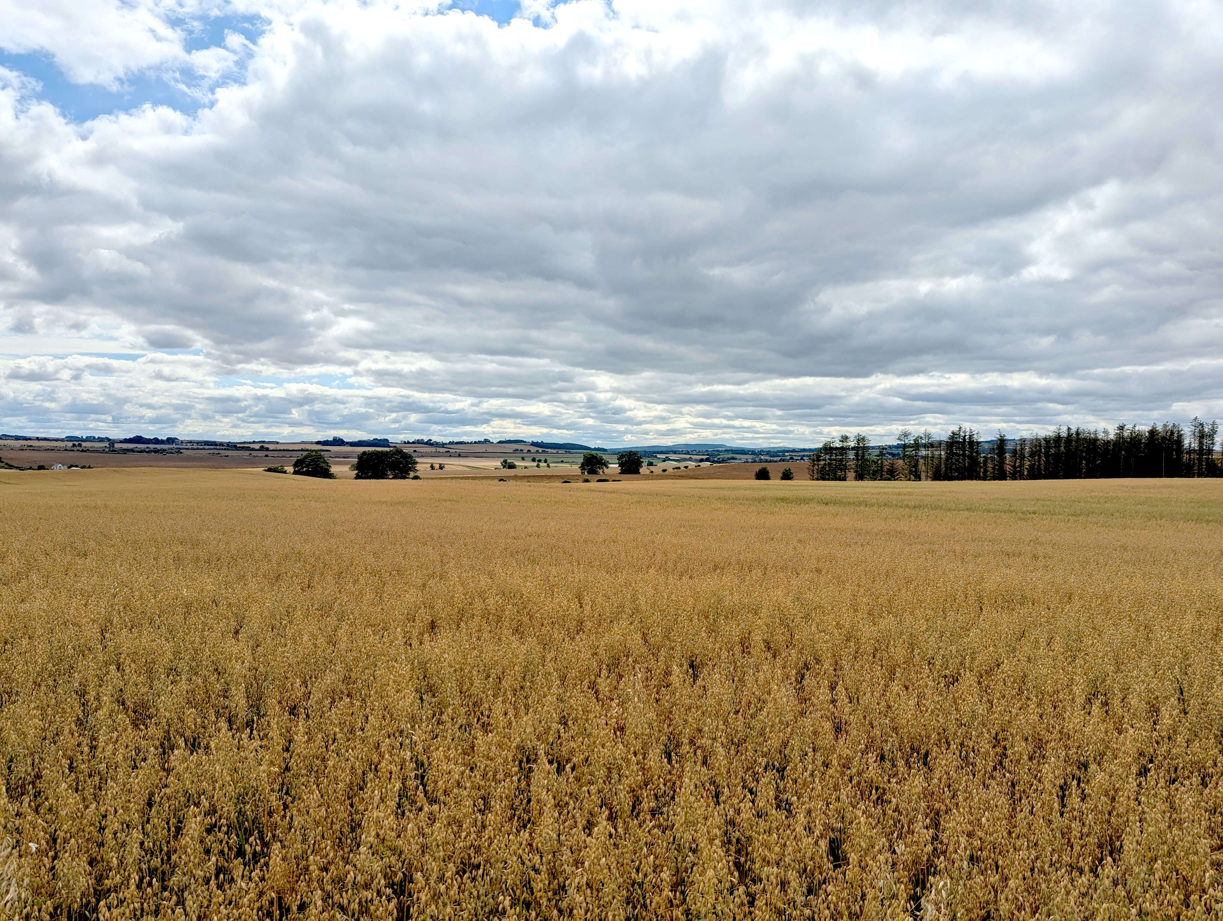 Field 1 Deployment site