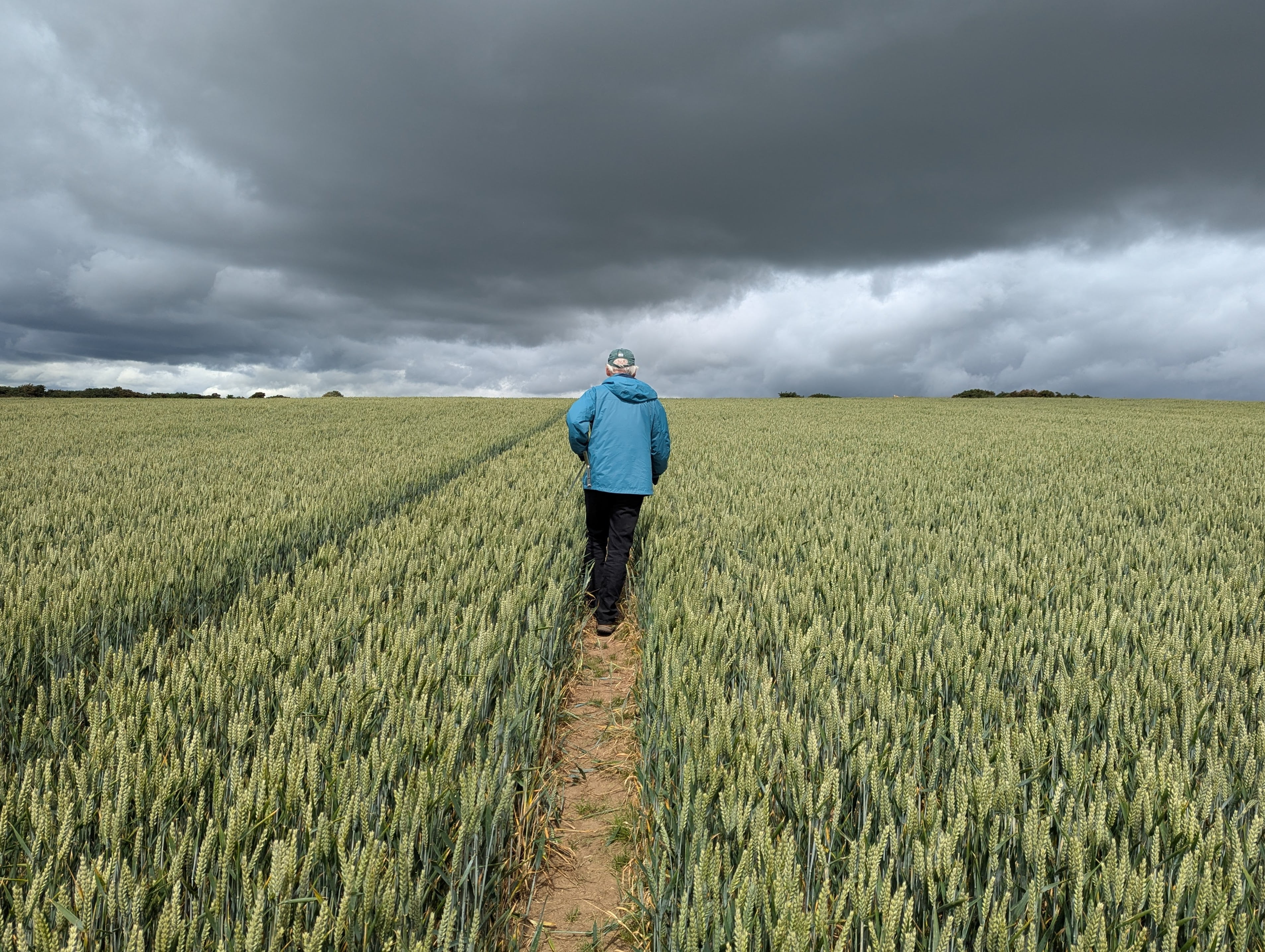 Scientist walking through a field of corn