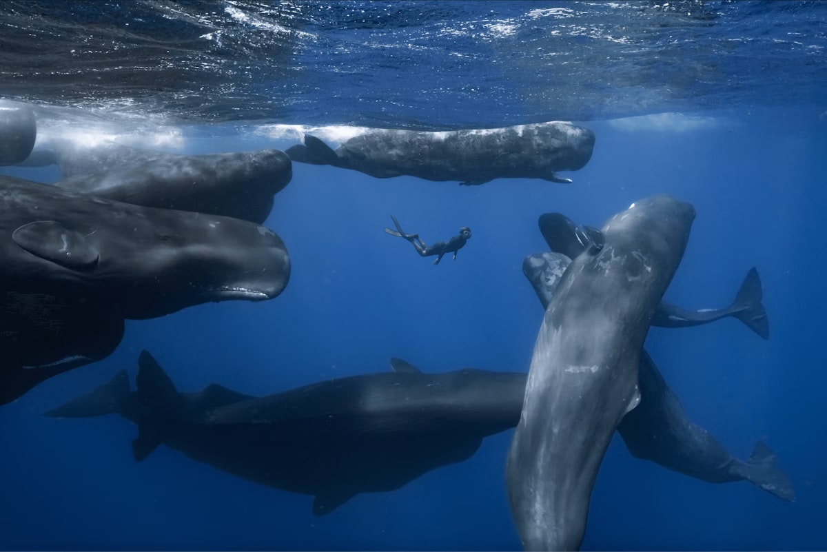 A diver swims underwater among a group of large sperm whales in deep blue ocean water, with sunlight filtering through the surface above.