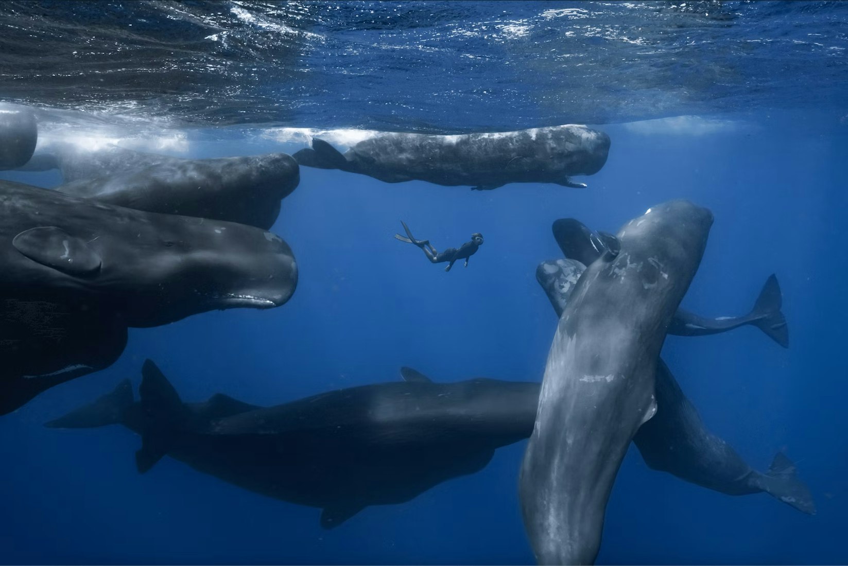 A diver swims underwater among a group of large sperm whales in deep blue ocean water, with sunlight filtering through the surface above.