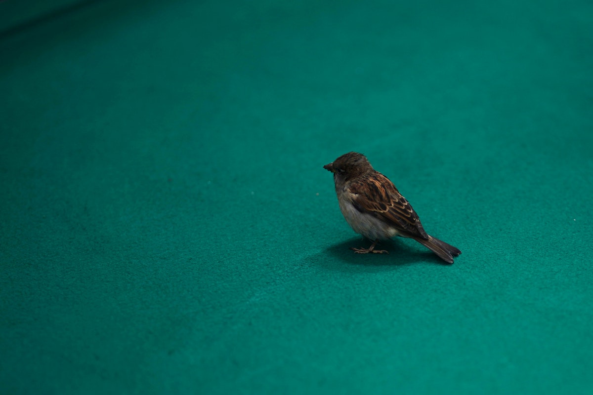 Ein kleiner brauner Spatz steht allein auf einer glatten, hellblaugrünen Oberfläche, blickt nach rechts, mit sanfter Beleuchtung und einem einfachen, übersichtlichen Hintergrund.