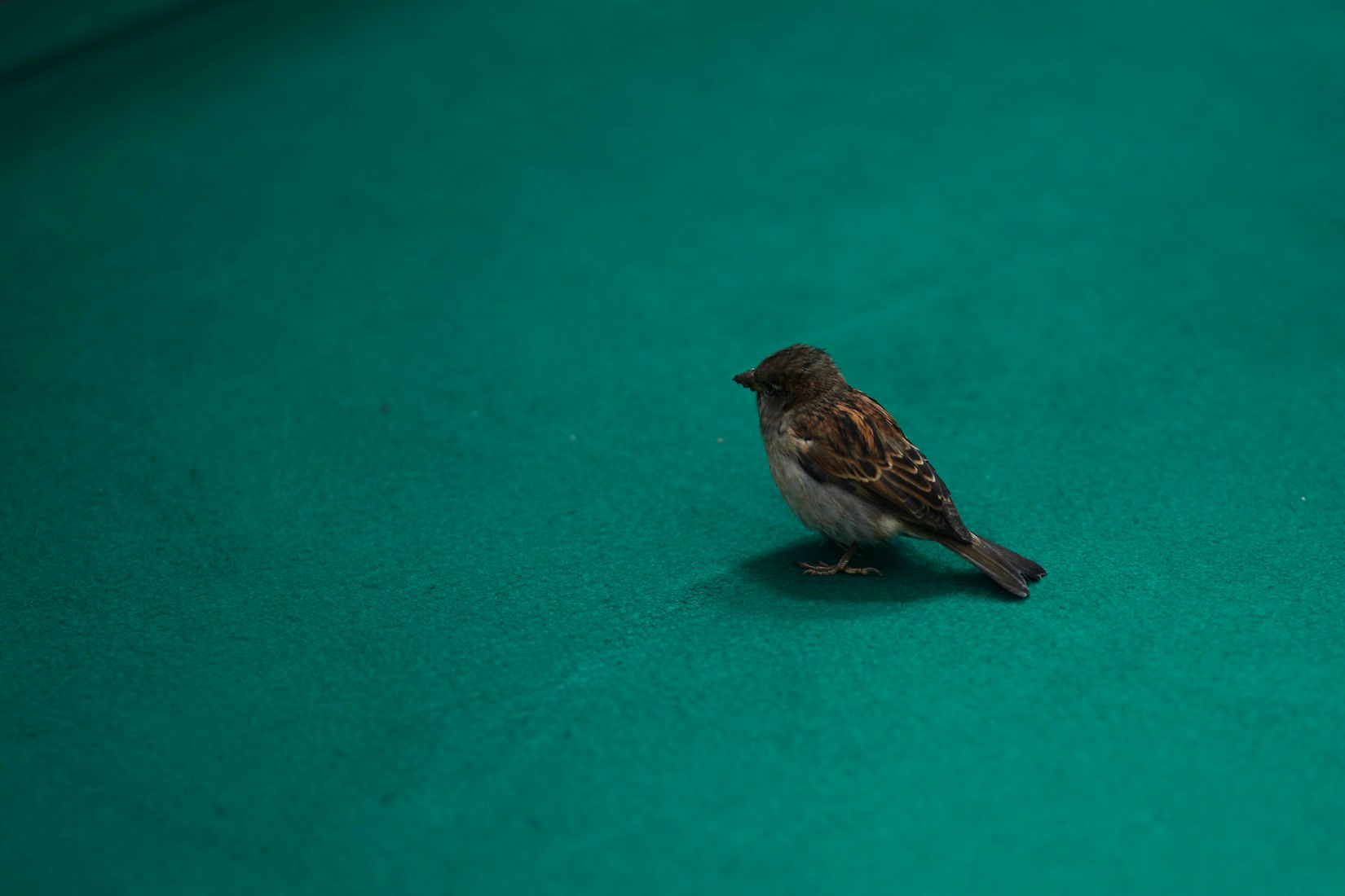 Ein kleiner brauner Spatz steht allein auf einer glatten, hellblaugrünen Oberfläche, blickt nach rechts, mit sanfter Beleuchtung und einem einfachen, übersichtlichen Hintergrund.