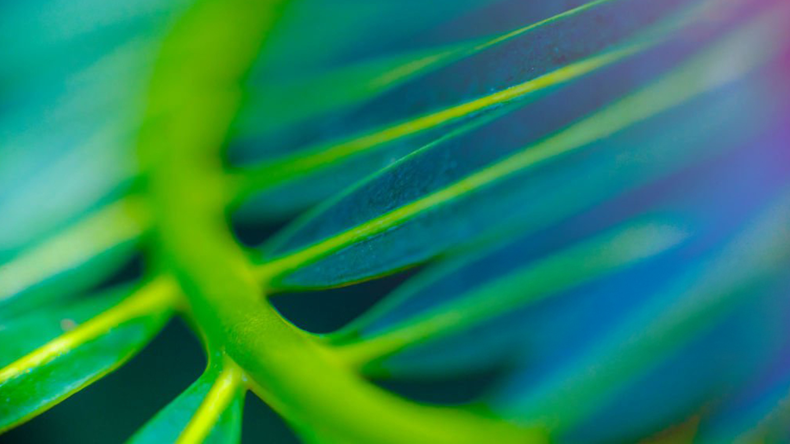 Abstract close-up of green plant leaf with vibrant colors.