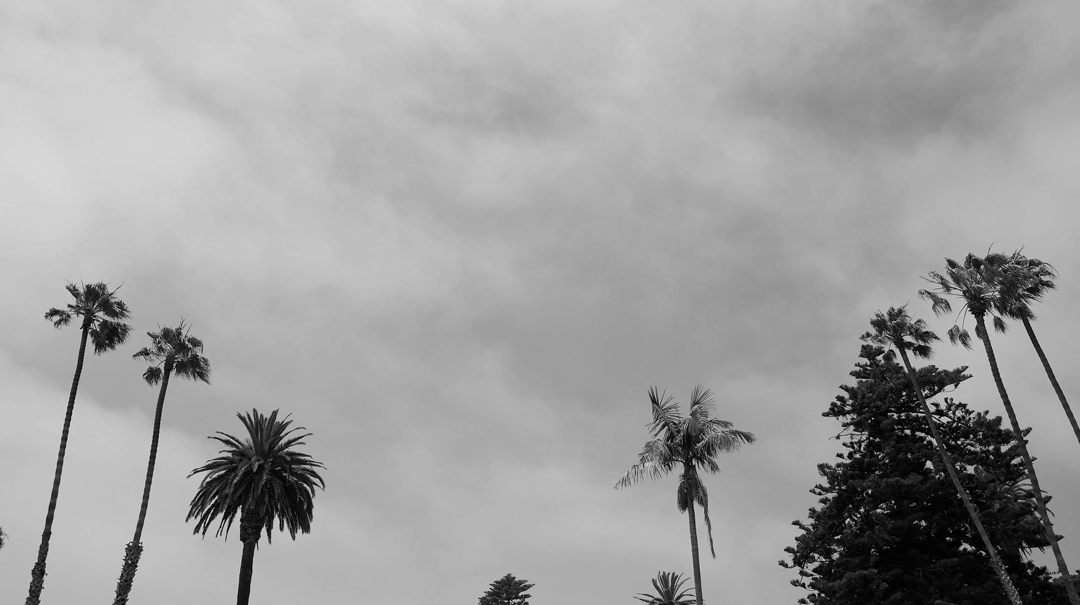 California palm trees