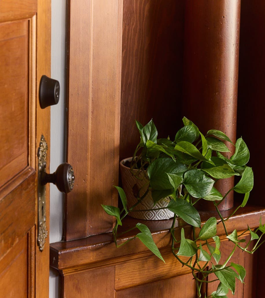 plant on a shelf