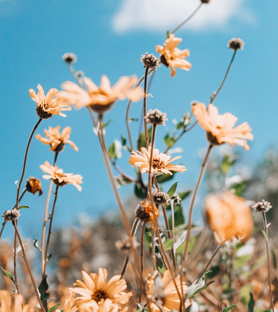wild flowers
