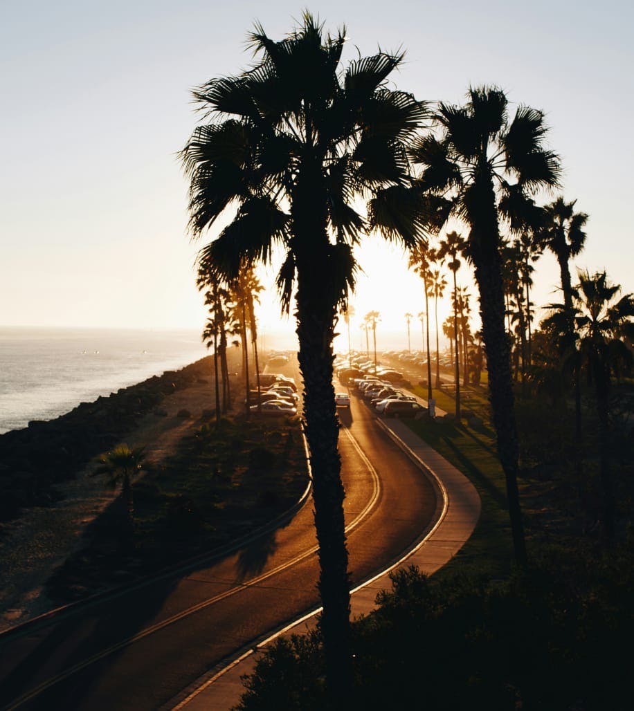 palm trees by a road on the side of the beach