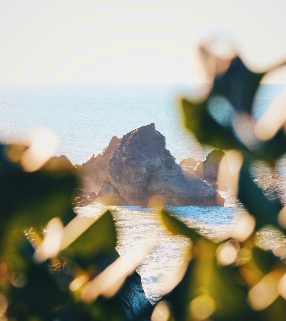 view in between plants of large bolders jutting out of the ocean