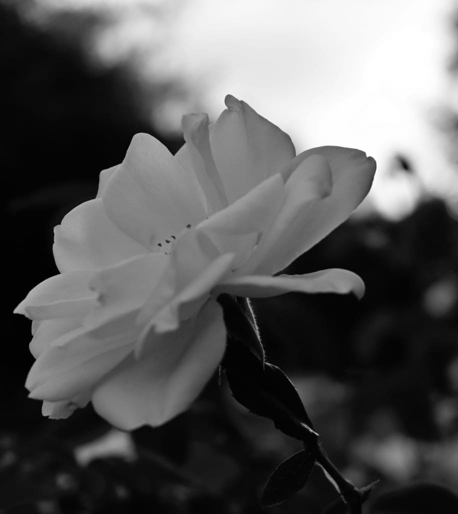 black and white photo of a flower