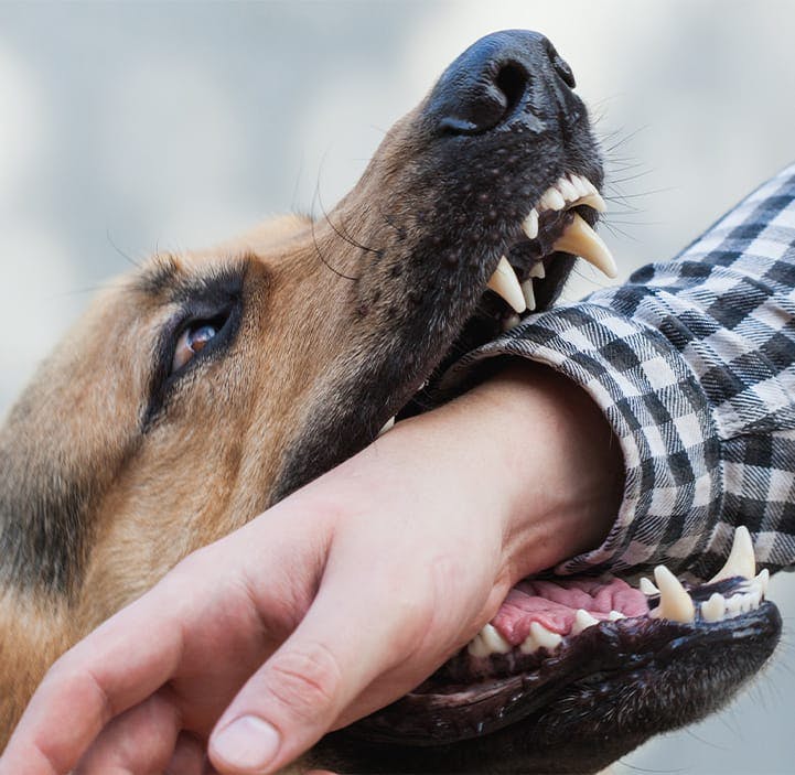 german shephard biting a man's arm