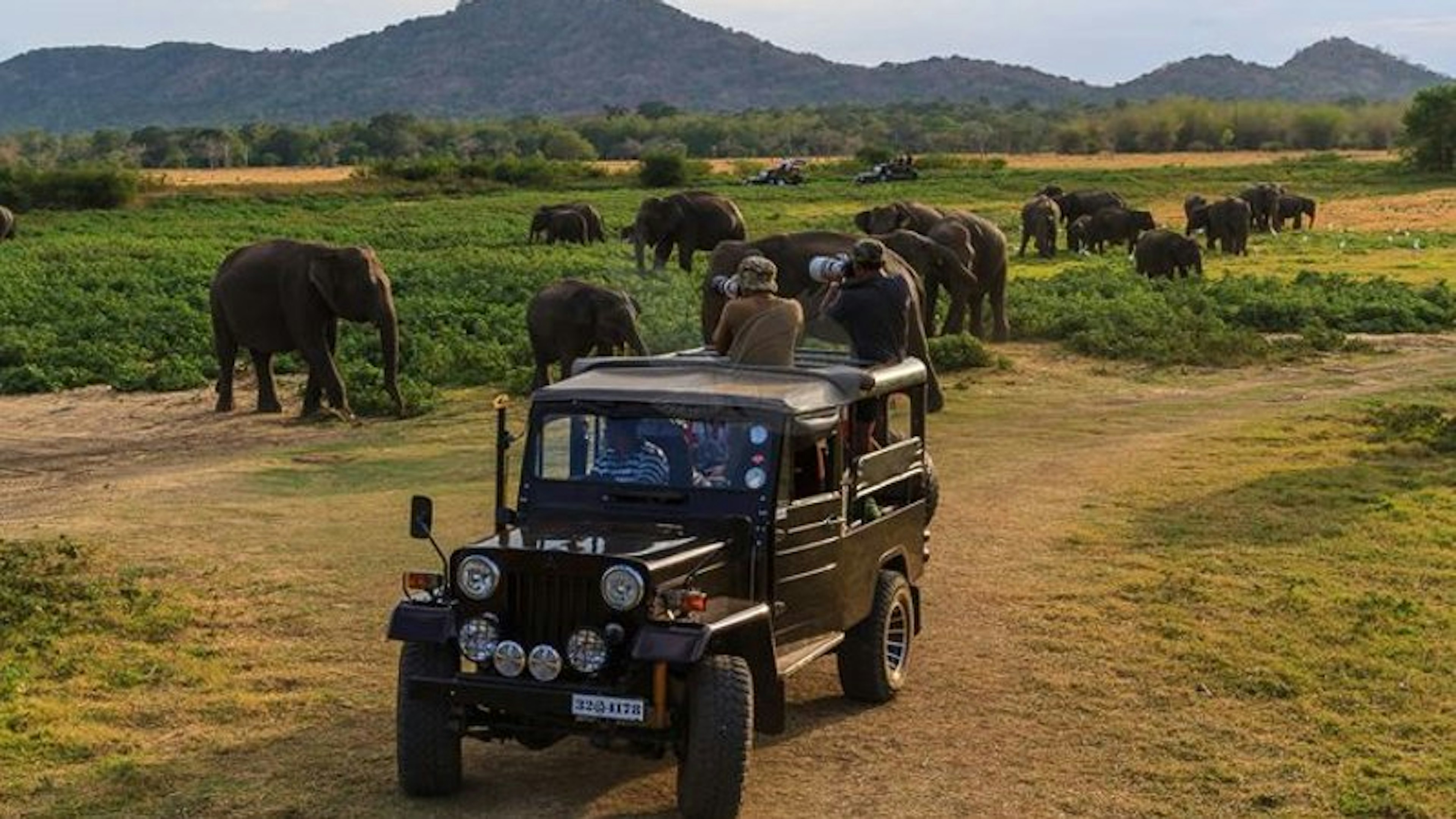 Wildlife Safari Tour Adventures