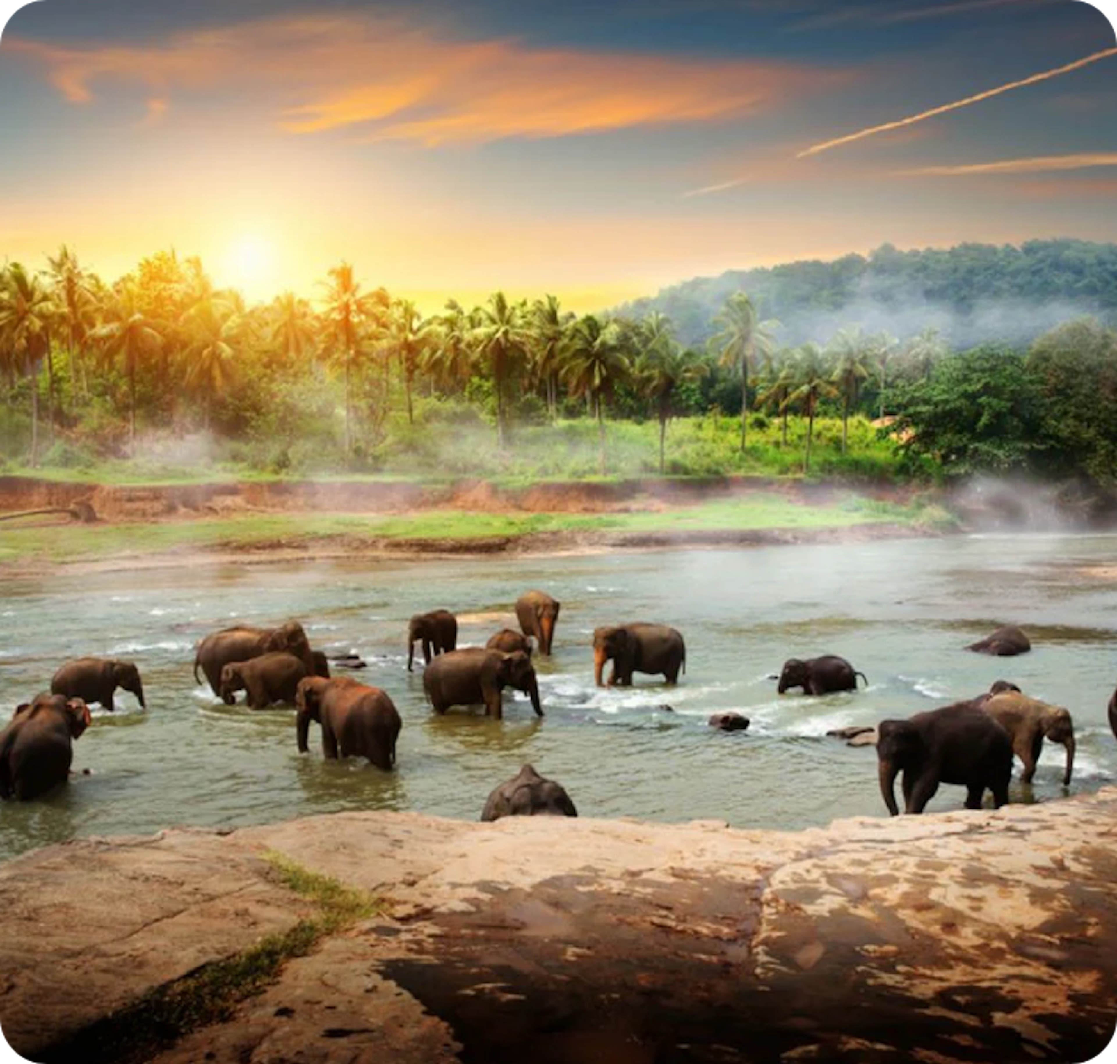 Pinnawala Elephant Orphanage