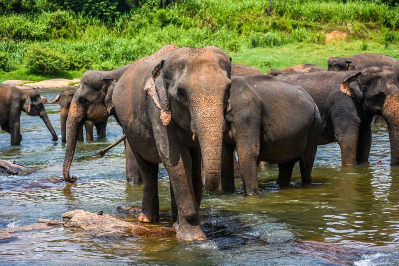5-Day Sri Lanka Tour Package: Kandy, Nuwara Eliya, Ella + Scenic Train