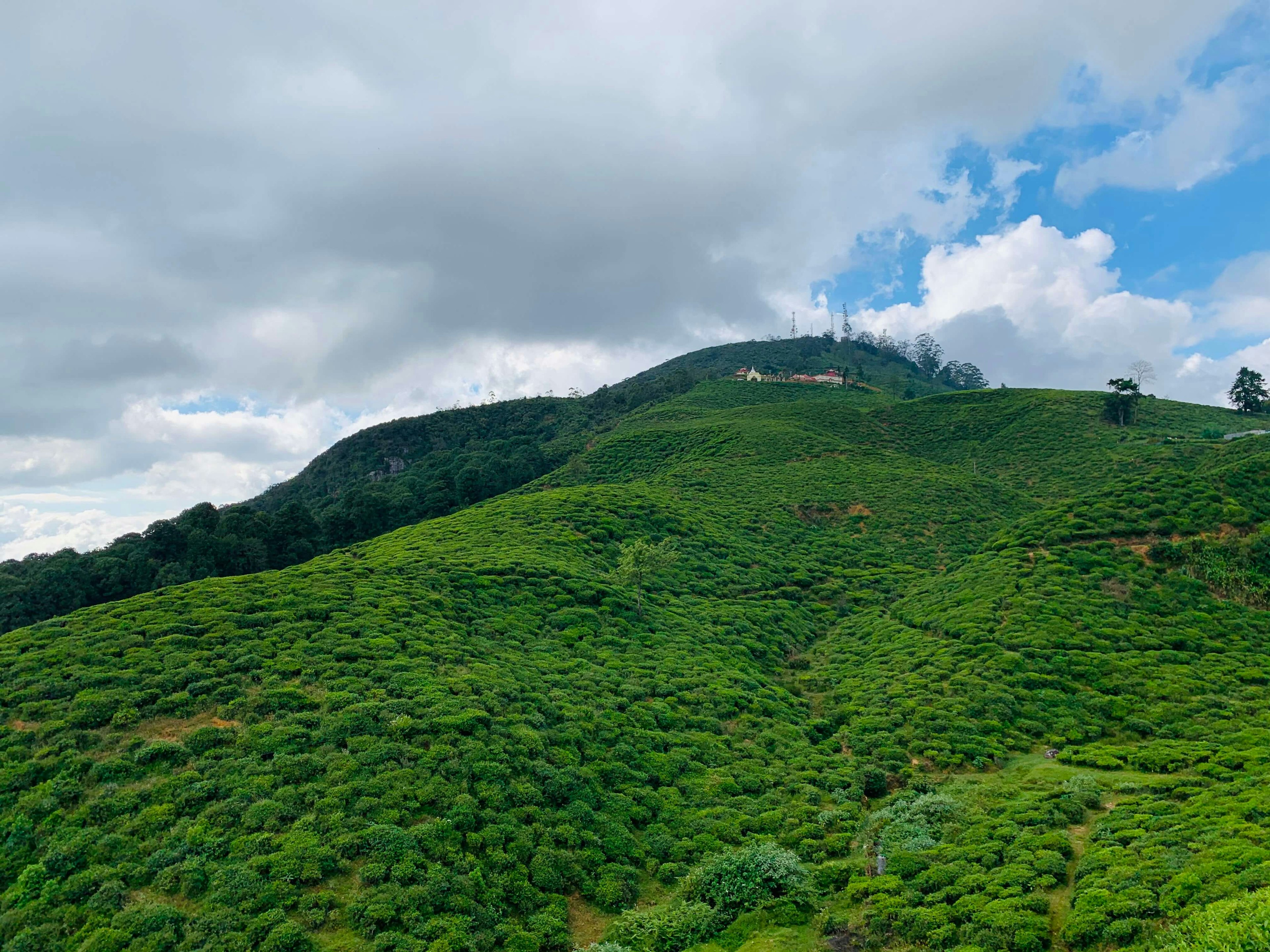 Tea Plantation Tours