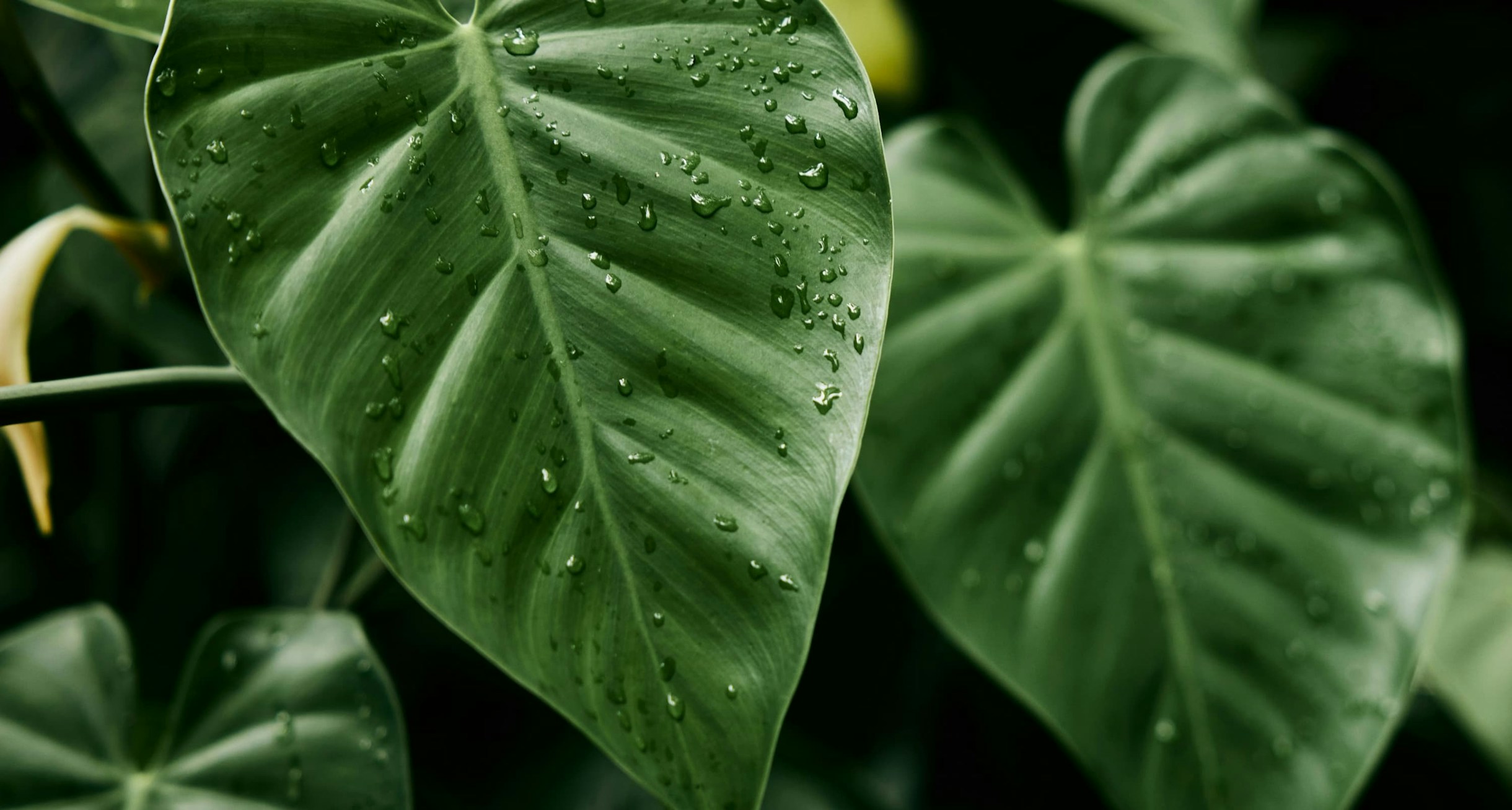 Leafs