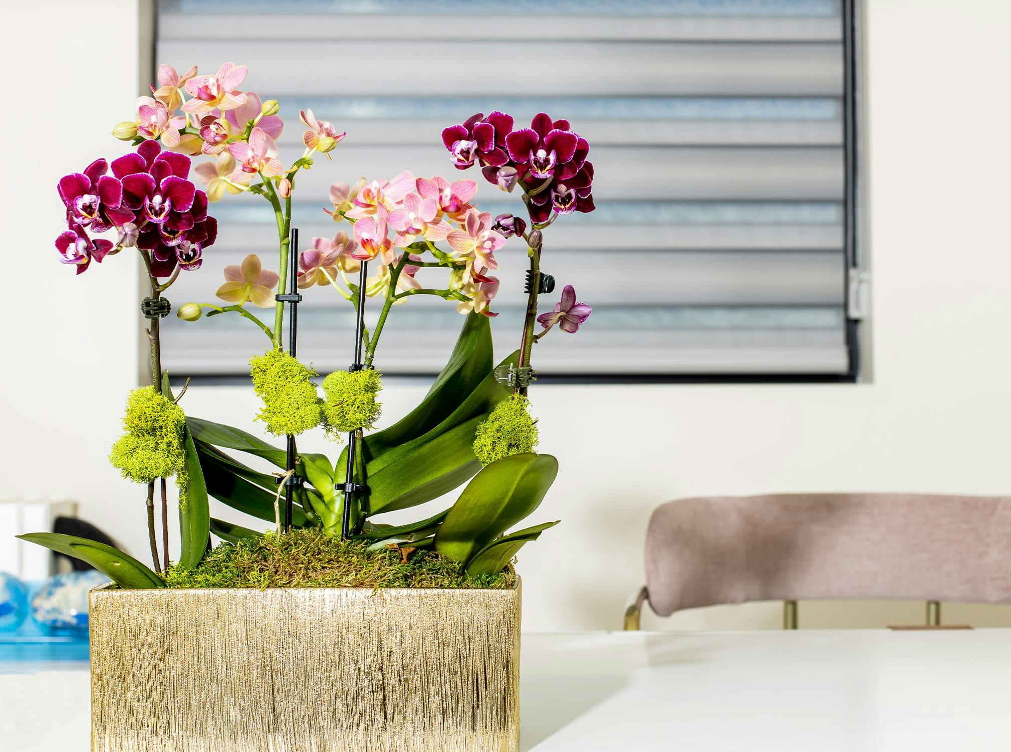Plants by a chair