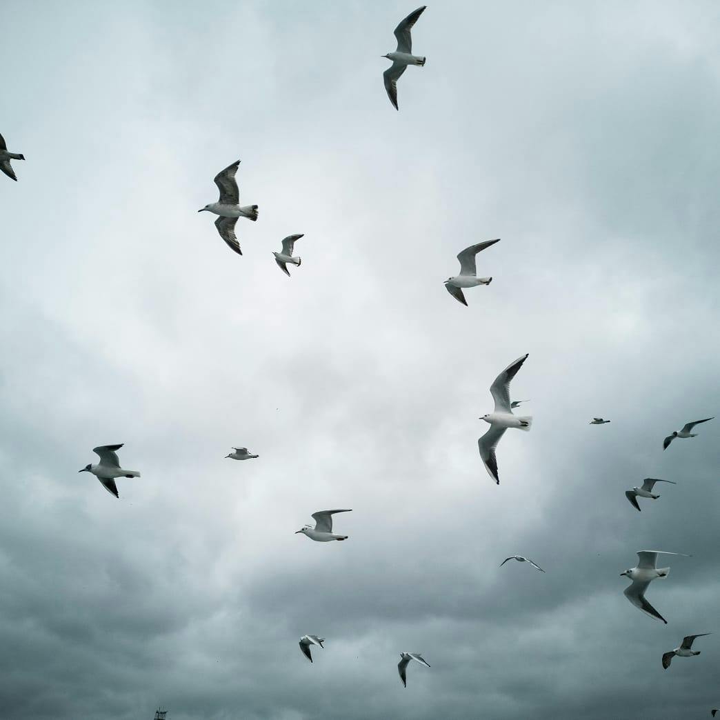 seagulls flying above