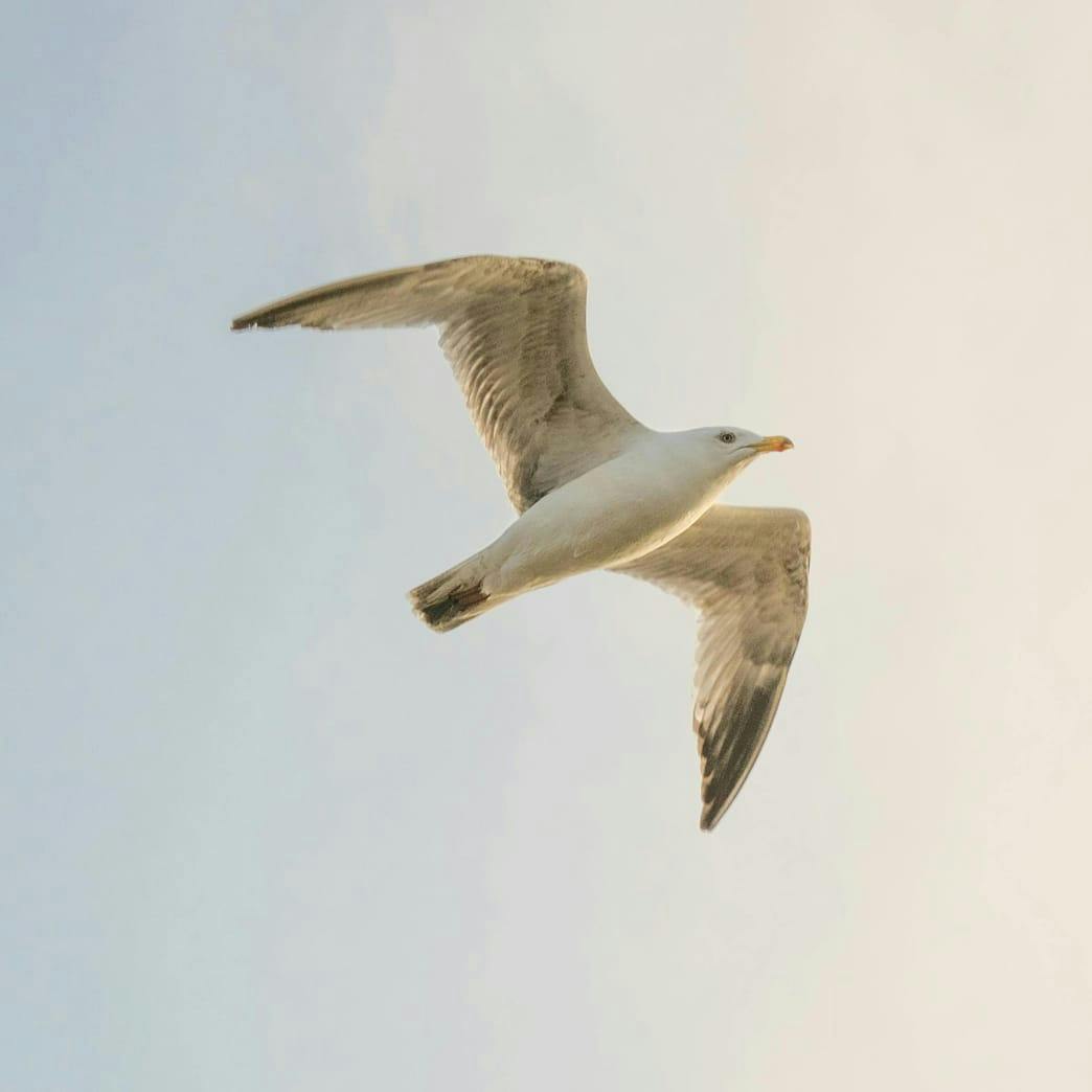 seagull flying