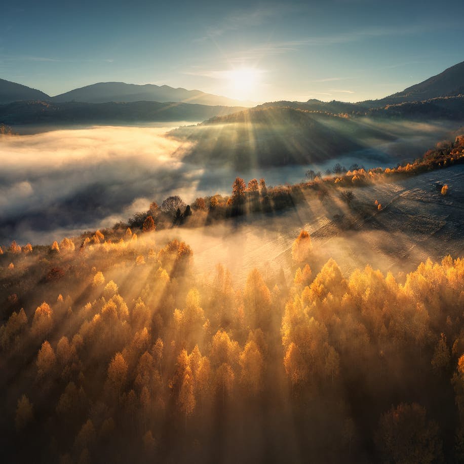 sunrise over a forest