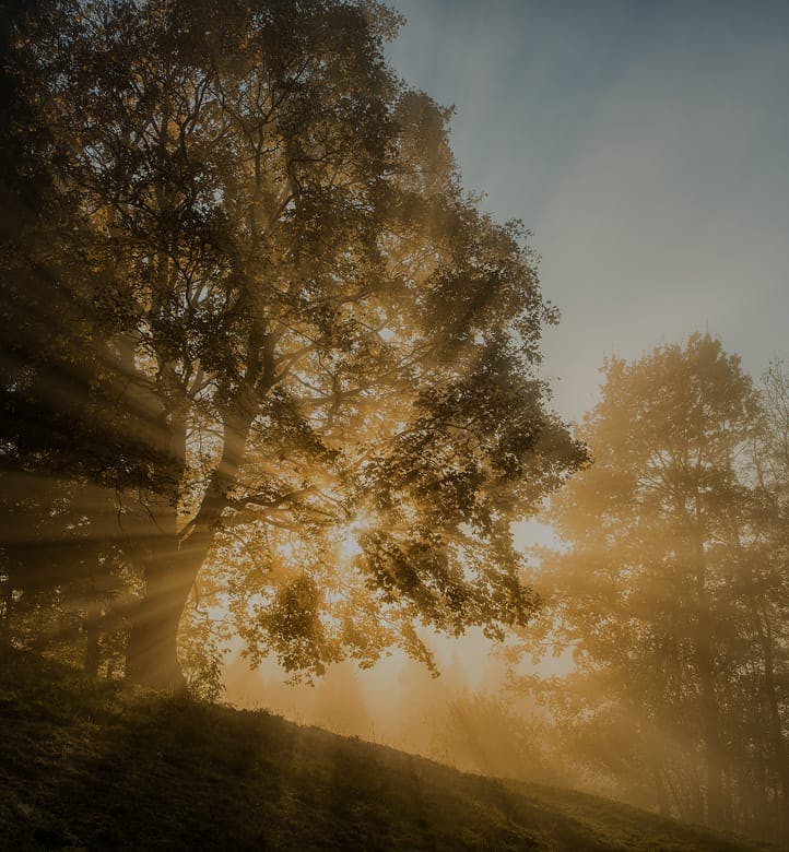 Light coming through trees