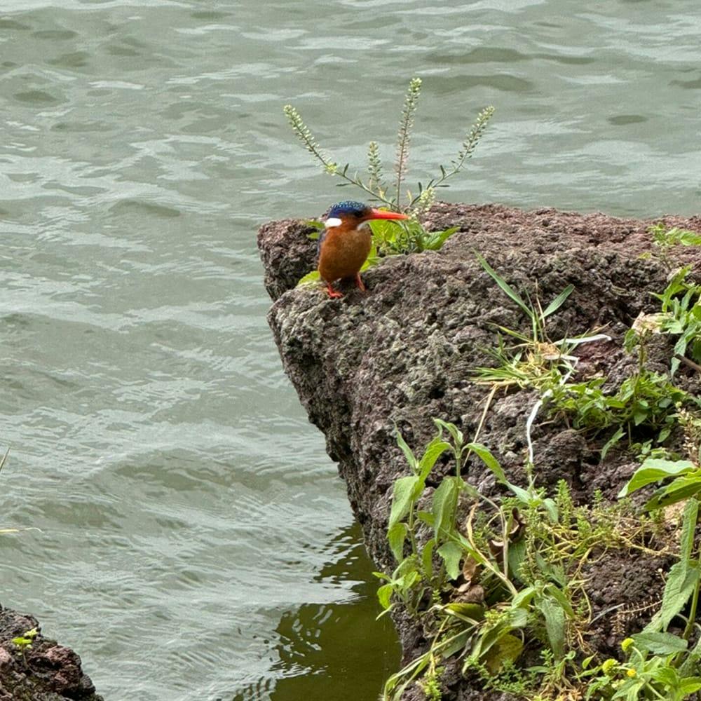 bird on a cliff