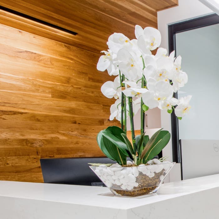 white orchid plant